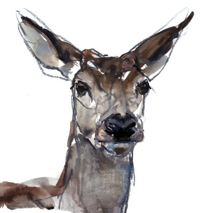 Deer (study), 2023 by Mark Adlington