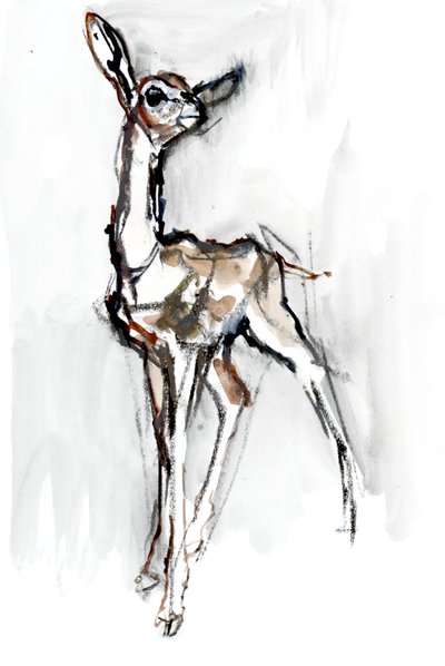 Gerenuk Fawn, Sarara by Mark Adlington