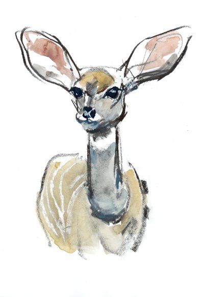 Kudu Fawn, Sarara by Mark Adlington