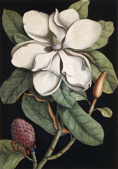 Laurel Tree by Mark Catesby