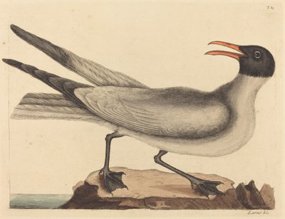 The Laughing Gull by Mark Catesby