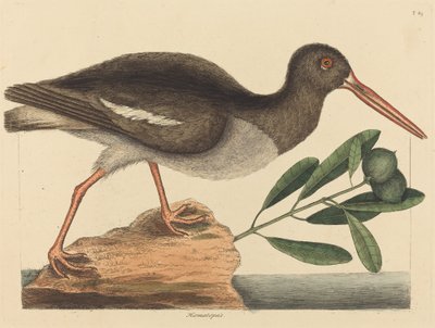 The Oyster-catcher (Haematopus ostralegus) by Mark Catesby