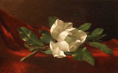 Magnolia by Martin Johnson Heade