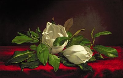 Magnolia by Martin Johnson Heade