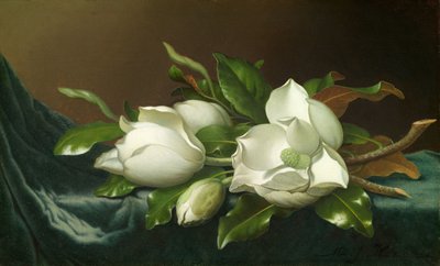 Magnolias on Light Blue Velvet Cloth by Martin Johnson Heade