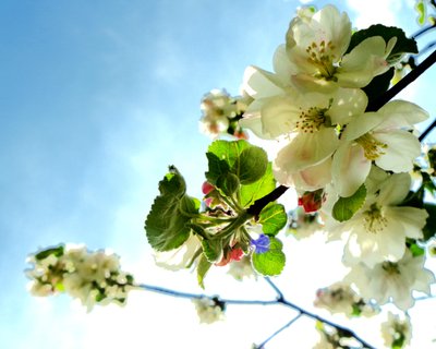 Tree Blossoms 1 by Martina Konitzky