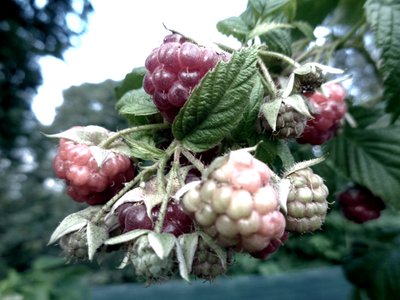 Raspberry Hedge by Martina Konitzky