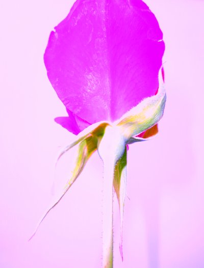 Purple Rose by Martina Konitzky