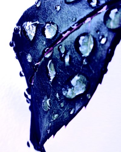 Water Drops Blue by Martina Konitzky