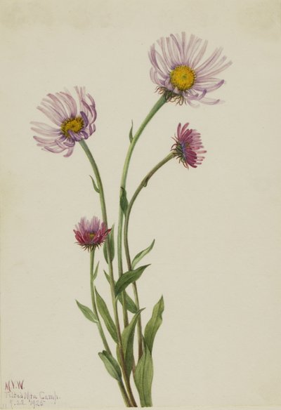 Alaska Fleabane Erigeron salsuginosus by Mary Vaux Walcott