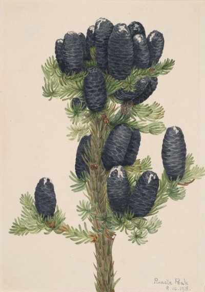 Alpine Fir Abies lasiocarpa by Mary Vaux Walcott