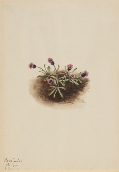 Alpine Fleabane Erigeron unalaschcensis, 1916 by Mary Vaux Walcott