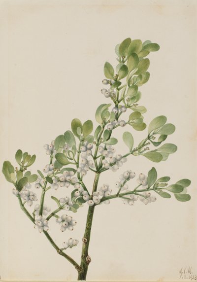 American Mistletoe Phoradendron flavescens, 1923 by Mary Vaux Walcott