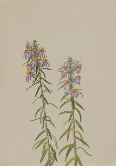 Aster Aster hirariifolius, 1923 by Mary Vaux Walcott