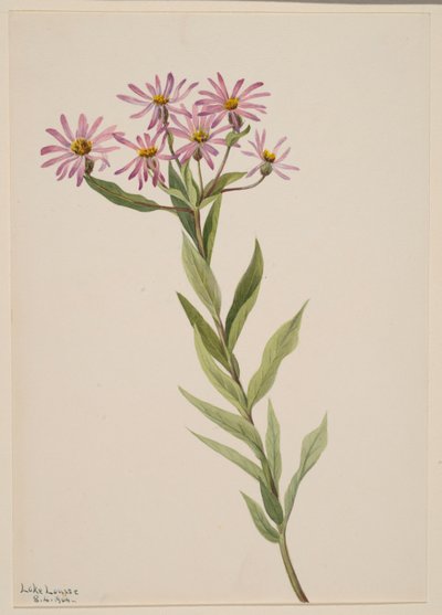 Aster Engelmann by Mary Vaux Walcott