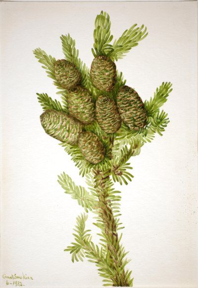 Balsam Fir by Mary Vaux Walcott