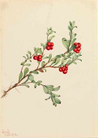 Bearberry Arctostaphylos Uva-ursi by Mary Vaux Walcott