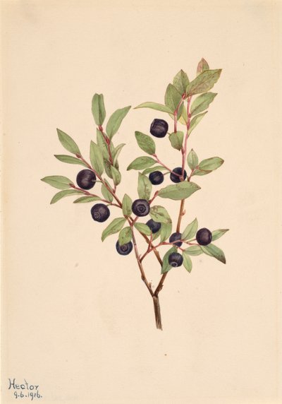 Big Whortleberry Vaccinium Membranaceum by Mary Vaux Walcott