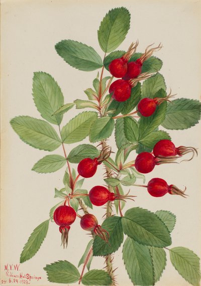 Bourgeau Rose Rosa bourgeauiana by Mary Vaux Walcott