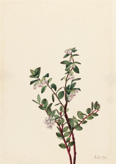 Box Huckleberry Gaylussacia brachycera by Mary Vaux Walcott