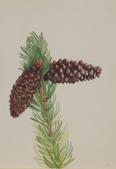 Bristle-Cone Pine Pinus aristata by Mary Vaux Walcott