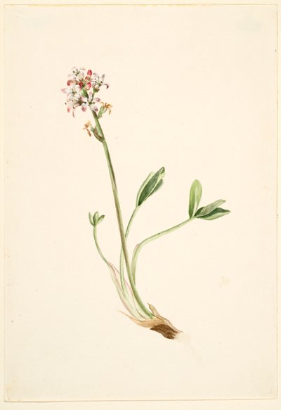 Buckbean (Menyanthes Trifoliata) by Mary Vaux Walcott