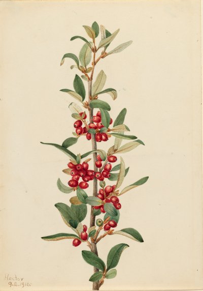 Canada Buffaloberry by Mary Vaux Walcott