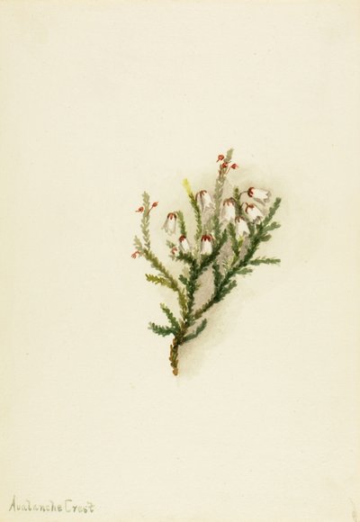 Cassiope Cassiope mertensiana, ca. 1900-1905 by Mary Vaux Walcott