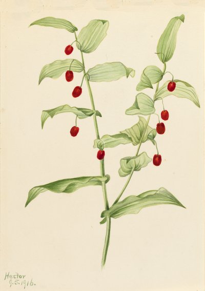 Clasping Twisted Stalk by Mary Vaux Walcott