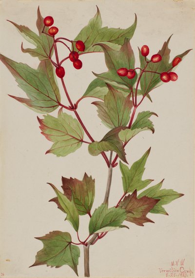 Cranberrybush Viburnum pauciflorum, 1923 by Mary Vaux Walcott