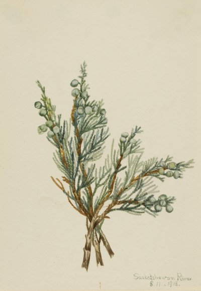 Creeping Juniper Juniperus horizontalis by Mary Vaux Walcott