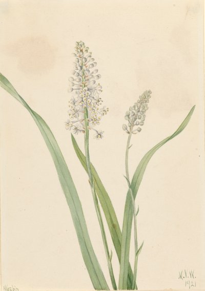 Crowpoison Chrosperma muscaetoxicum by Mary Vaux Walcott