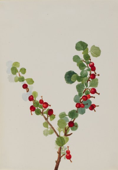 Currant Unfinished Ribes Species, n.d. by Mary Vaux Walcott