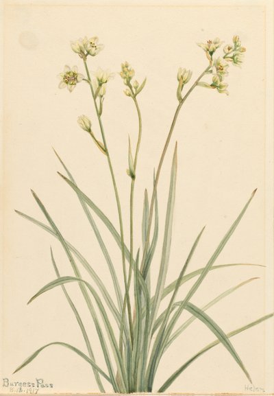 Deathcamas Zygadenus elegans by Mary Vaux Walcott