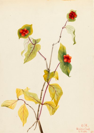 Douglas Honeysuckle by Mary Vaux Walcott