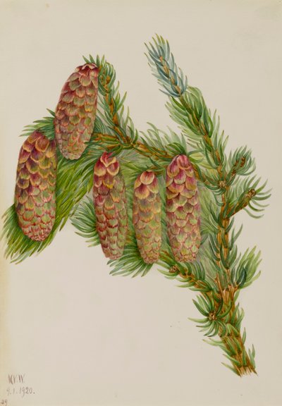 Engelmann Spruce Picea engelmanni, 1920 by Mary Vaux Walcott