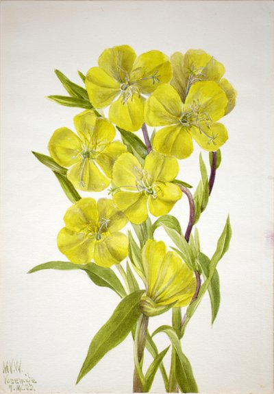 Evening Primrose Oenothera by Mary Vaux Walcott