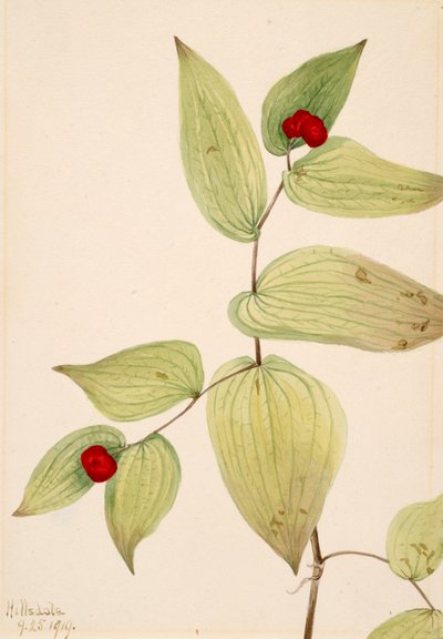 Fairy-Bells by Mary Vaux Walcott