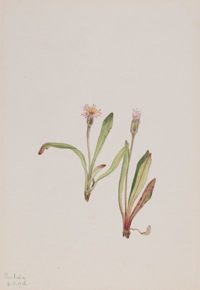 False Dandelion Agoseris carnea by Mary Vaux Walcott