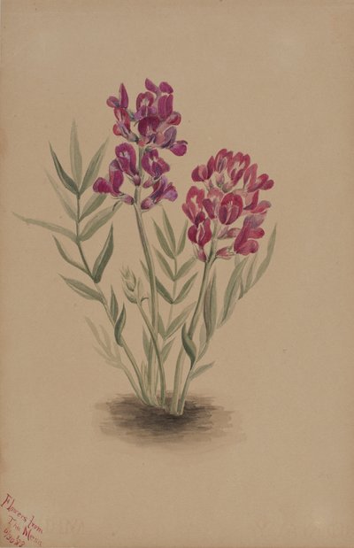 Flowers from the Mesa by Mary Vaux Walcott