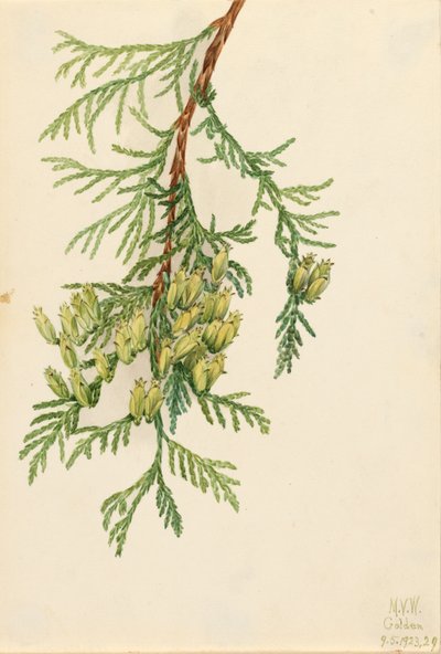 Giant Arborvitae Thuja plicata, 1923 by Mary Vaux Walcott