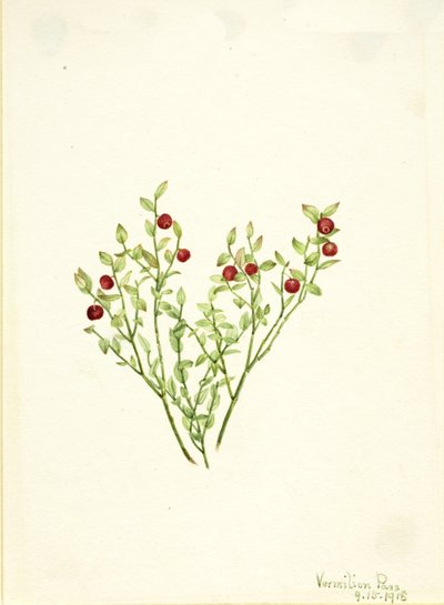 Grouse Whortleberry Vaccinium scoparium by Mary Vaux Walcott