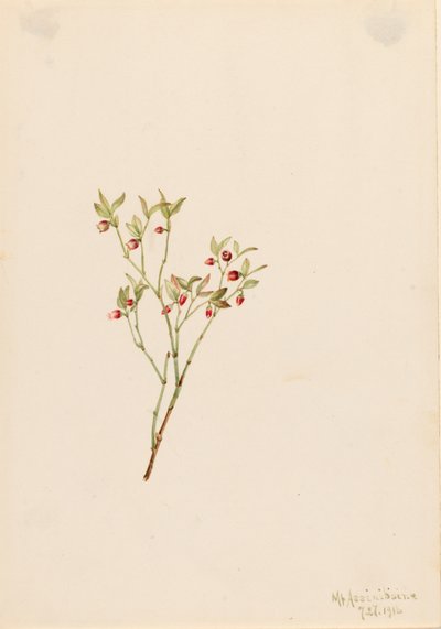 Grouse Whortleberry Vaccinum scoparium by Mary Vaux Walcott