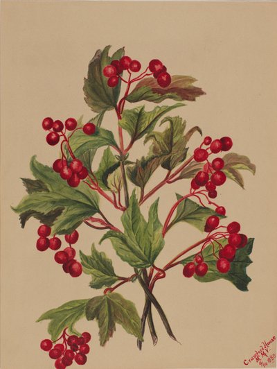 Grouseberry Viburnum americanum, 1880 by Mary Vaux Walcott