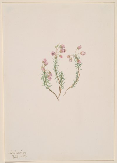 Heather Phyllodoce intermedia by Mary Vaux Walcott