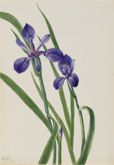 Iris Iris Species, 1939 by Mary Vaux Walcott