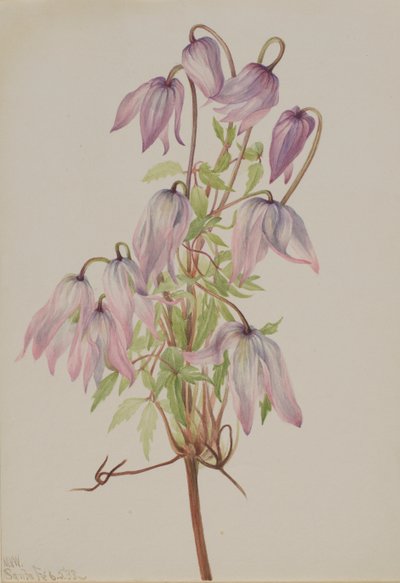 Jicarilla Clematis by Mary Vaux Walcott