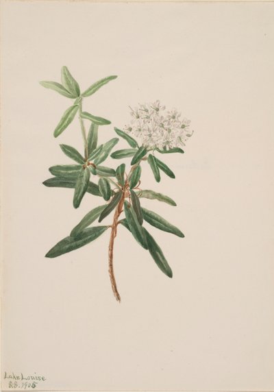Labrador Tea Ledum groenlandicum by Mary Vaux Walcott