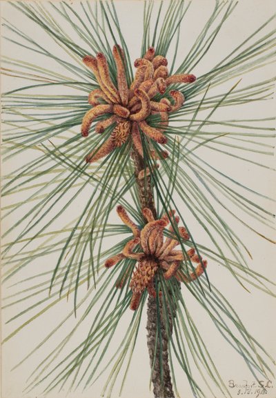 Loblolly Pine Pinus taeda by Mary Vaux Walcott