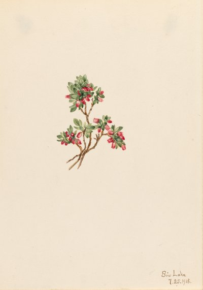 Low Whortleberry Vaccinium caespitosum, 1918 by Mary Vaux Walcott